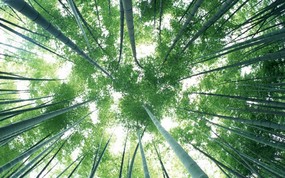 竹林深处 青葱世界 竹子图片壁纸 Desktop Wallpaper of bamboos pictures 竹林深处青葱世界 风景壁纸