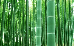 竹林深处 青葱世界 竹林图片壁纸 Desktop Wallpaper of bamboos pictures 竹林深处青葱世界 风景壁纸