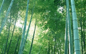 竹林深处 青葱世界 竹林图片壁纸 Desktop Wallpaper of bamboos pictures 竹林深处青葱世界 风景壁纸