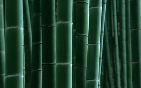 竹林深处 青葱世界 竹子图片壁纸 Desktop Wallpaper of bamboos pictures 竹林深处青葱世界 风景壁纸