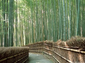 竹林深处专集壁纸 壁纸15 竹林深处专集壁纸 风景壁纸