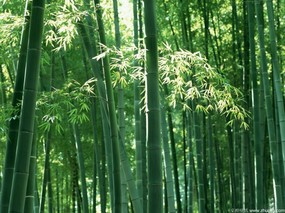 竹林深处专集壁纸 壁纸19 竹林深处专集壁纸 风景壁纸