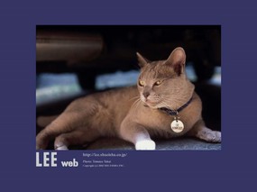   Lee Web Advertising Design Lee Web 壁纸欣赏 广告壁纸