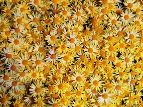 1600花朵背景 3 20 1600花朵背景 花卉壁纸