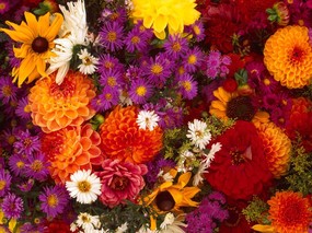 1600花朵背景 3 12 1600花朵背景 花卉壁纸