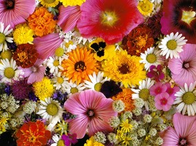 1600花朵背景 3 6 1600花朵背景 花卉壁纸