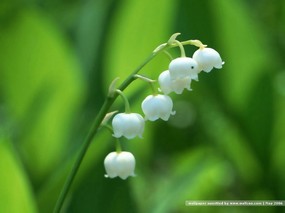 白色铃兰花 lilies of the valley 花卉壁纸