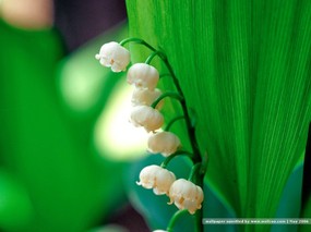  铃兰花图片 铃兰壁纸 lily of the valey desktop wallpaper 白色铃兰花 lilies of the valley 花卉壁纸
