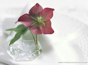  插花艺术 花卉图片 Desktop Wallpaper of Flower Art 插花艺术-祝福的花饰 花卉壁纸