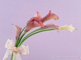  插花艺术 插花图片 Desktop Wallpaper of Flower Art 插花艺术-祝福的花饰 花卉壁纸