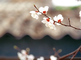  二 春天花卉图片壁纸 Desktop Wallpaper of Spring Flowers 春暖花开 花卉壁纸