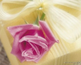  浪漫花卉艺术图片 Desktop Wallpaper of Romantic flowers 典雅花卉艺术摄影 花卉壁纸