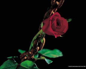 浪漫花卉艺术图片 Desktop Wallpaper of Romantic flowers 典雅花卉艺术摄影 花卉壁纸