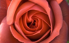  玫昂玫瑰名品 Terracotta桌面壁纸 法国 Meilland 玫昂玫瑰壁纸 花卉壁纸