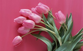 郁金香图片郁金香壁纸 Flower tulip Photos Flower Wallpaper 繁花似锦-花卉摄影壁纸 花卉壁纸