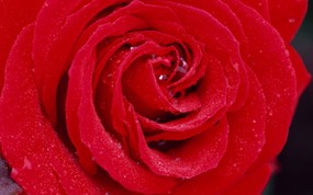 玫瑰花图片 玫瑰花壁纸 Rose Photo Rose Wallpapers 繁花似锦-花卉摄影壁纸 花卉壁纸