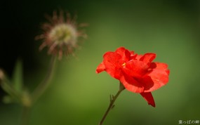 数码相机花卉摄影壁纸 八 鲜花图片 数码相机拍摄的鲜花壁纸 个人花卉摄影壁纸(八) 花卉壁纸