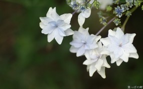 数码相机花卉摄影壁纸 八 鲜花图片 数码相机拍摄的鲜花壁纸 个人花卉摄影壁纸(八) 花卉壁纸