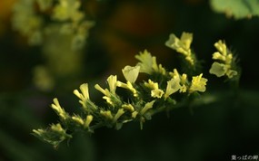 数码相机花卉摄影壁纸 八 鲜花图片 数码相机拍摄的鲜花壁纸 个人花卉摄影壁纸(八) 花卉壁纸