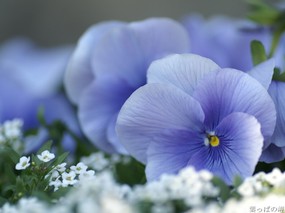  45张 3种尺寸 Flower photography by Digital Camera 个人花卉摄影集(第三辑) 花卉壁纸