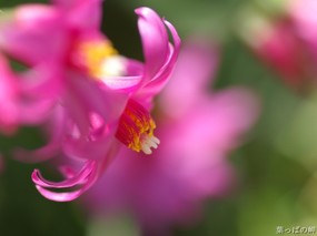  45张 3种尺寸 花卉摄影壁纸 Flower photography by Digital Camera 个人花卉摄影集(第三辑) 花卉壁纸