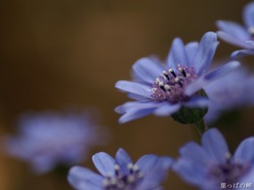  45张 3种尺寸 花卉摄影壁纸 Flower photography by Digital Camera 个人花卉摄影集(第三辑) 花卉壁纸