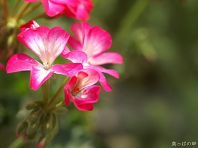  45张 3种尺寸 Flower photography by Digital Camera 个人花卉摄影集(第三辑) 花卉壁纸