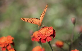  6种尺寸 蝴蝶与花卉摄影壁纸 Professional flower photography 韩国花卉摄影集 花卉壁纸