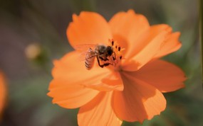  6种尺寸 蜜蜂采花蜜壁纸 Professional flower photography 韩国花卉摄影集 花卉壁纸