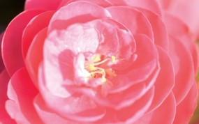  6种尺寸 韩国花卉摄影壁纸 Professional flower photography 韩国花卉摄影集 花卉壁纸
