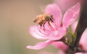  6种尺寸 蜜蜂采花蜜壁纸 Professional flower photography 韩国花卉摄影集 花卉壁纸