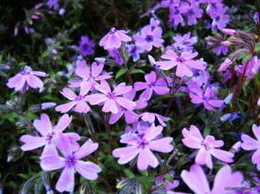 花朵特写摄影壁纸 花朵特写图片壁纸 flower Photography By Ditital Camera 韩国专题摄影壁纸之花朵特写 花卉壁纸