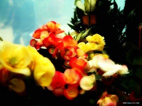 花朵特写摄影壁纸 花朵特写图片壁纸 flower Photography By Ditital Camera 韩国专题摄影壁纸之花朵特写 花卉壁纸
