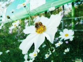 花朵特写摄影壁纸 花朵特写图片壁纸 flower Photography By Ditital Camera 韩国专题摄影壁纸之花朵特写 花卉壁纸