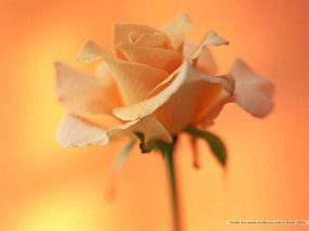  花卉艺术摄影 插花图片 Desktop Wallpaper of Flower Art 花的彩绘-淡雅花艺(二) 花卉壁纸