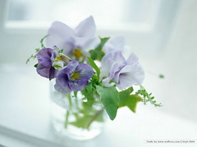 花卉艺术摄影 插花图片 Desktop Wallpaper of Flower Art 花的彩绘-淡雅花艺(二) 花卉壁纸