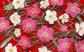 1680花朵背景 1 10 花朵背景 1680花朵背景 第一辑 花卉壁纸