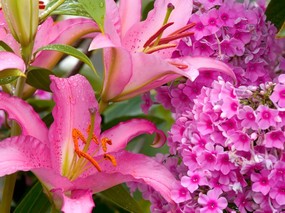  百合花的图片壁纸 flower lily Desktop wallpaper 花卉摄影系列-百合花 花卉壁纸