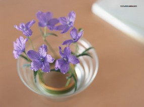  花卉插花艺术壁纸 Flower Art Desktop Wallpaper 花卉艺术-插花艺术欣赏(三) 花卉壁纸