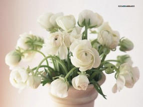  花卉插花艺术图片 Flower Art Desktop Wallpaper 花卉艺术-插花艺术欣赏(五) 花卉壁纸
