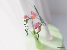  花卉插花艺术图片壁纸 Flower Art Desktop Wallpaper 花卉艺术-插花艺术欣赏(一) 花卉壁纸