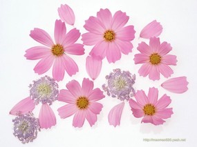  162张 花卉艺术摄影 插花图片 Desktop Wallpaper of Flower Art 花之特写-插花艺术壁纸 花卉壁纸
