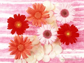  162张 插花艺术图片壁纸 Desktop Wallpaper of Flower Art 花之特写-插花艺术壁纸 花卉壁纸
