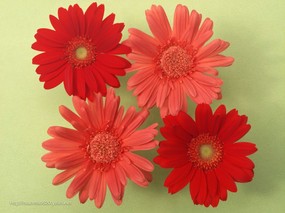  162张 花卉艺术摄影 插花图片 Desktop Wallpaper of Flower Art 花之特写-插花艺术壁纸 花卉壁纸