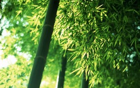 绿色竹林 2 5 绿色竹林 花卉壁纸