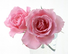玫瑰写真 2 12 玫瑰写真 花卉壁纸