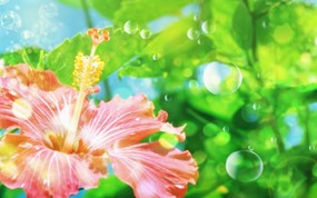 梦幻CG背景花卉 花卉壁纸