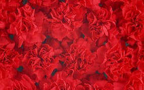 母亲节康乃馨壁纸 1600 1200 一堆红色康乃馨花图片 Red Carnation Flower 母亲节康乃馨鲜花壁纸 花卉壁纸