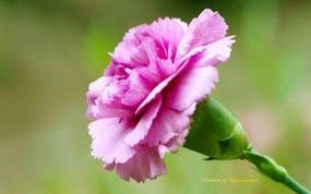 母亲节康乃馨壁纸 1600 1200 1600 1200 康乃馨写真图片 Pink Carnation flower 母亲节康乃馨鲜花壁纸 花卉壁纸