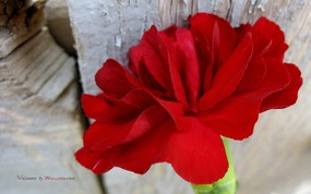 母亲节康乃馨壁纸 1600 1200 1600 1200 红色康乃馨图片 Red Carnation Flower 母亲节康乃馨鲜花壁纸 花卉壁纸